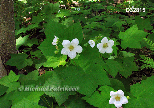 Thimbleberry (Rubus parviflorus)